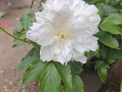 -上海鲜花港