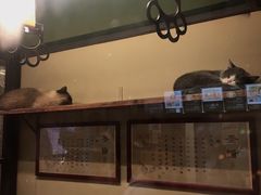 -猫咪博物馆(顶澳仔猫街店)