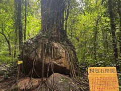 -莫里热带雨林景区