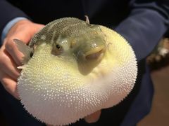 -肆月河豚·淮扬菜·湘菜(华天店)
