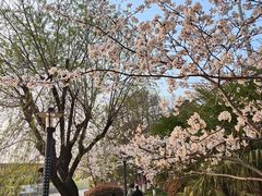 -高东镇樱花园