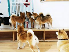 -是阿柴呀！柴犬咖啡·爱喵喵猫咖