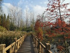 -溱湖国家湿地公园