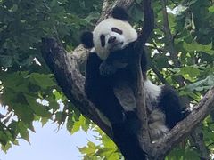 -都江堰中华大熊猫苑