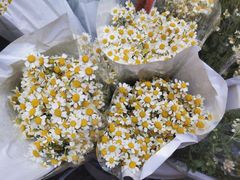 -循礼门鲜花花市(武汉循礼门店)