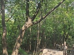 -紫金山山顶公园