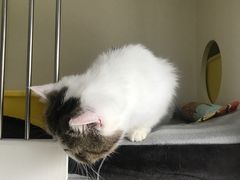 -关爱宠物医院·猫科中心·消化科(滨湖万达分院)
