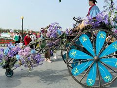 -荷兰花海