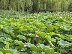 -莲花池公园