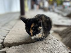 -西园戒幢律寺