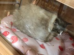 -白兔子密室(长寿路店)