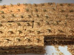 -马哥孛罗咖啡厅·Cafe Marco (厦门马哥孛罗东方大酒店)