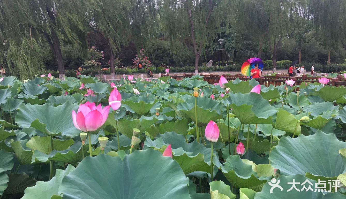 接天蓮葉無窮碧蓮花池公園