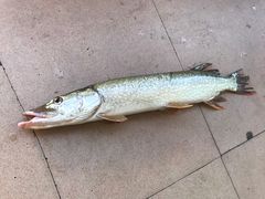 -煲来饱去冷水鱼