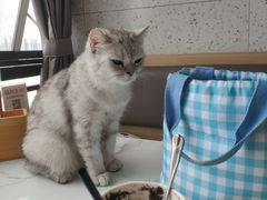 -喵园·猫主题咖啡厅·撸猫·猫咖(国贸店)