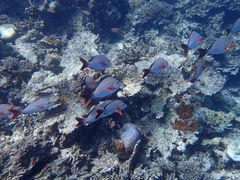 -中央格兰德岛温泉度假酒店 - 全包