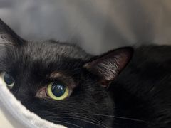 -宠物星动物医院·眼科·异宠·猫科(江南大道总院)