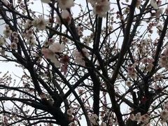 -香雪海
