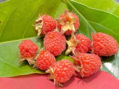 -铁山坪森林公园