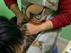 -圣宠动物医院·犬猫专科·影像中心·外科中心