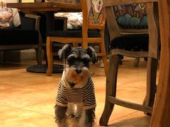 -more than meow吴止猫主题餐厅(承德 中船汇店)