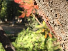 -长白岛森林公园