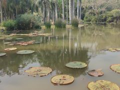 -中国科学院西双版纳热带植物园