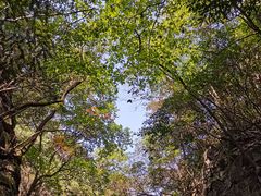 -藏龙百瀑风景区