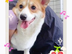 -宠匠·爱宠堡 PET CASTLE