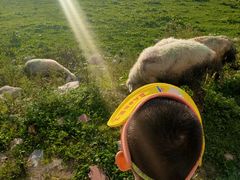 -关山牧场王师烤全羊