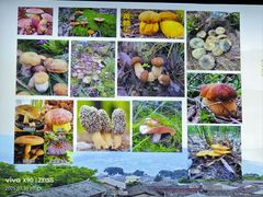 -野菌皇海景野生菌火锅(滨海大道店)