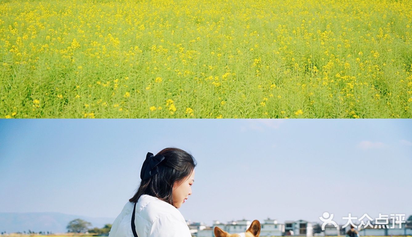 大理旅行|喜洲油菜花田，好像来到宫崎骏的世界