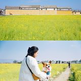 大理旅行|喜洲油菜花田，好像来到宫崎骏的世界