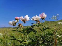 -乌兰布统草原