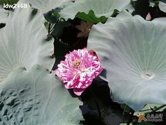 美丽的莲花-荷香居(洞企石路店)