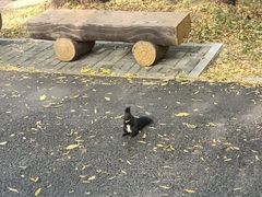 -北陵公园