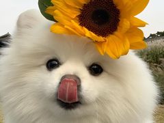 -鲜芋仙(群光广场店)