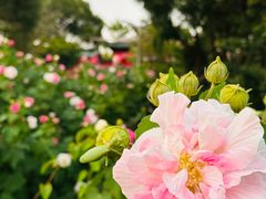 -吼山森林公园