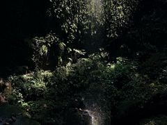 -莫里热带雨林景区
