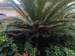 -观澜湖华谊冯小刚电影公社(百年记忆公社)