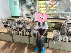 -Husky Go! 哈士奇体验馆·宠物咖啡厅狗咖