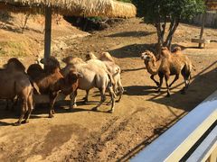 -泉州海丝野生动物世界