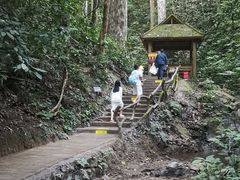 -西双版纳原始森林公园