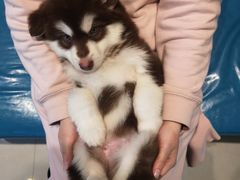 -翊宠yipet猫狗购宠庄园犬舍•猫舍