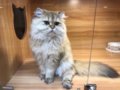 -猫十亿·布偶金渐层·曼基康矮脚猫舍(青年路店)