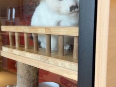 -御宝贝·A梦猫科宠物医院(国际猫友好医院)