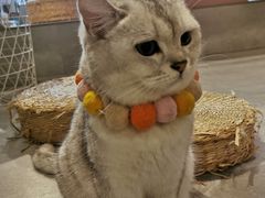 -猫儿山۰猫主题餐厅
