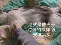 -彩虹桥宠物火化殡葬善终服务(金乐大厦店)