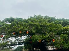 -福建土楼(南靖)景区