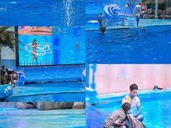 -海合安成都极地海洋公园